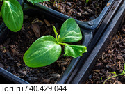 seedlings of cucumber in a pot with soil mixture, unfavorable conditions led to the wilting of these leaves. Стоковое фото, фотограф Дмитрий Коростылев / Фотобанк Лори