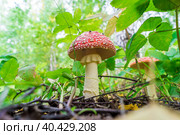 lamellar poisonous mushroom, bottom view, pair of ants. Стоковое фото, фотограф Дмитрий Коростылев / Фотобанк Лори