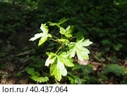 Acer is a genus of trees and shrubs commonly known as maples. The genus is placed in the family Sapindaceae. Young maple plant in the undergrowth. Fruska Gora National Park, Srem, Serbia. Sun ray. Стоковое фото, фотограф Юлия Петровская / Фотобанк Лори