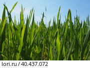 Green wheat sprouts on field against blue sky sunshine. Concept of life, growing sprouts. Wheat cultivation, agribusiness. Green grass on field. Seedlings of young shoots. Serbia, Fruska Gora, Srem. Стоковое фото, фотограф Юлия Петровская / Фотобанк Лори