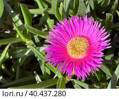 Carpobrotus, known as pigface, ice plant, sour fig, Hottentot fig, is a ground-creeping plant with succulent leaves. Стоковое фото, фотограф Irina Opachevsky / Фотобанк Лори