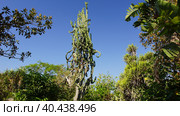 Кактус в ботаническом саду Арготти в Флориане. Валлетта. Мальта. (Cactus in the Argotti Botanical Garden in Floriana. Valletta. Malta.) (2018 год). Стоковое фото, фотограф Igor Bakirov / Фотобанк Лори