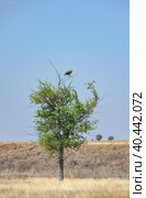 a hawk sitting on a tree in a field. Стоковое фото, фотограф Олег Спиридонов / Фотобанк Лори