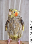 wet bird, wet cockatiel after swimming. Стоковое фото, фотограф Олег Спиридонов / Фотобанк Лори