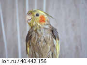 wet bird, wet cockatiel after swimming. Стоковое фото, фотограф Олег Спиридонов / Фотобанк Лори
