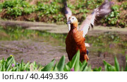 Ruddy Shelduck or red duck cleans its plumage and flaps its wings on shore of pond on sunny day. Стоковое видео, видеограф Светлана Ельцова / Фотобанк Лори