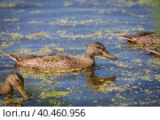 During the day, a wild duck swims along the pond. Close-up. Стоковое фото, фотограф Юрий Поздников / Фотобанк Лори
