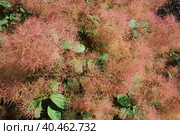 Cotinus coggygria, syn. Rhus cotinus, the European smoketree, Eurasian smoketree, smoke tree, smoke bush, Venetian sumach, or dyer's sumach, is a species of flowering plant in the family Anacardiaceae. Стоковое фото, фотограф Юлия Петровская / Фотобанк Лори