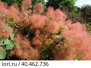 Cotinus coggygria, syn. Rhus cotinus, the European smoketree, Eurasian smoketree, smoke tree, smoke bush, Venetian sumach, or dyer's sumach, is a species of flowering plant in the family Anacardiaceae. Стоковое фото, фотограф Юлия Петровская / Фотобанк Лори