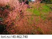 Cotinus coggygria, syn. Rhus cotinus, the European smoketree, Eurasian smoketree, smoke tree, smoke bush, Venetian sumach, or dyer's sumach, is a species of flowering plant in the family Anacardiaceae. Стоковое фото, фотограф Юлия Петровская / Фотобанк Лори