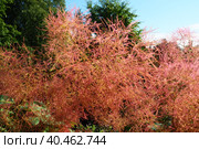 Cotinus coggygria, syn. Rhus cotinus, the European smoketree, Eurasian smoketree, smoke tree, smoke bush, Venetian sumach, or dyer's sumach, is a species of flowering plant in the family Anacardiaceae. Стоковое фото, фотограф Юлия Петровская / Фотобанк Лори