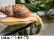 A large white snail crawls across the glass table, wiggling its antennae. Стоковое фото, фотограф Юрий Поздников / Фотобанк Лори