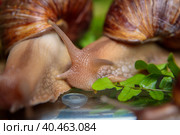 A large snail crawls across the glass table, wiggling its antennae. Стоковое фото, фотограф Юрий Поздников / Фотобанк Лори