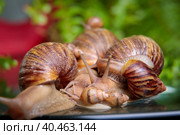 A large snail crawls across the glass table, wiggling its antennae. Стоковое фото, фотограф Юрий Поздников / Фотобанк Лори