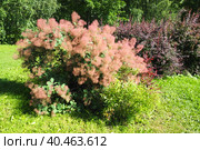 Cotinus coggygria, syn. Rhus cotinus, the European smoketree, Eurasian smoketree, smoke tree, smoke bush, Venetian sumach, or dyer's sumach, is a species of flowering plant in the family Anacardiaceae. Стоковое фото, фотограф Юлия Петровская / Фотобанк Лори