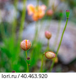 Orange wild poppy flowers grow in the mountains. Fog. Стоковое фото, фотограф Юрий Поздников / Фотобанк Лори