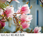 Blooming magnolia in spring close-up. The concept of spring, flowering plants. Стоковое фото, фотограф Юрий Поздников / Фотобанк Лори
