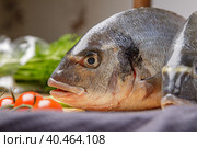 Fresh dorado fish, on a wooden board, two heads close-up. Стоковое фото, фотограф Юрий Поздников / Фотобанк Лори
