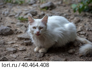 Homeless sick white cat on the street. Стоковое фото, фотограф Анна Кривицкая / Фотобанк Лори
