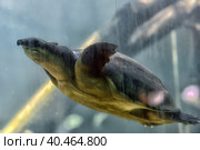 Swimming turtle. Стоковое фото, фотограф Анна Кривицкая / Фотобанк Лори
