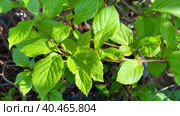 Лиана лимонника китайского, Schisandra chinensis. Концепция натуральных веществ для укрепления здоровья. весенние побеги лемонграсса. Стоковое видео, видеограф Светлана Акифьева / Фотобанк Лори