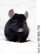 Black chinchilla. Стоковое фото, фотограф Анна Кривицкая / Фотобанк Лори