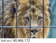 Lion behind bars. Стоковое фото, фотограф Анна Кривицкая / Фотобанк Лори