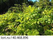 Hogweed, Cow Parsnip, Heracleum sphodylium. One of our favourite wild foods with three edible crops but because of the phototoxicity of Giant Hogweed, Heracleum mantegazzianum, you can be wary of it. Стоковое фото, фотограф Юлия Петровская / Фотобанк Лори