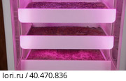 Hydroponic plant for growing organic plants for food at any time of the year. Magenta lights up automatically. High quality FullHD footage. Стоковое видео, видеограф Юрий Поздников / Фотобанк Лори