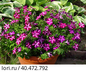 The most luxurious petunia in bloom "Gioconda pink and white F1" , a garden in the Moscow region, July 2022. Стоковое фото, фотограф Elena Lisanina / Фотобанк Лори