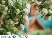 Decorative viburnum Buldenezh or Snow globe (Latin Viburnum opulus var sterile) on the background of the palace of Tsar Alexei Mikhailovich in Kolomenskoye. Russia, Moscow, May 2023. Стоковое фото, фотограф Photojuli / Фотобанк Лори