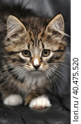 Beautiful fluffy kitten on a dark background. Стоковое фото, фотограф Анна Кривицкая / Фотобанк Лори