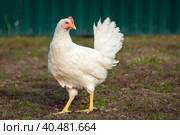 Белый курица крупным планом на фоне травы. Стоковое фото, фотограф Андрей Канышев / Фотобанк Лори