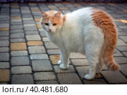 Белая кошка породы турецкий Ван сидит крупным планом на улице. Стоковое фото, фотограф Андрей Канышев / Фотобанк Лори