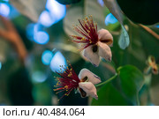 Feijoa  flower closeup. Стоковое фото, фотограф Анна Кривицкая / Фотобанк Лори