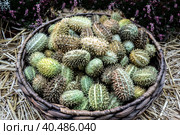 African wild cucumber. Стоковое фото, фотограф Iva Noel / Фотобанк Лори