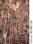 Traces of a pest on a tree bark closeup. Damaged wood by bark beetle. Стоковое фото, фотограф Iva Noel / Фотобанк Лори