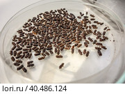 Dry dead bark beetles set. Many pests infection, pest epidemic. Стоковое фото, фотограф Iva Noel / Фотобанк Лори