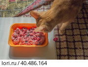 Natural raw chicken heads as food for cats. Стоковое фото, фотограф Iva Noel / Фотобанк Лори