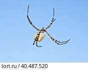 Большой красивый паук на фоне голубого неба. Yellow spider with blue background. Стоковое фото, фотограф Татьяна Д / Фотобанк Лори