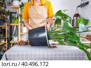Repotting home plant strelitzia nicolai into new pot big basket, roots came out of pot through the bottom. Woman in an apron caring for a potted plant, strelitzia reginae. Стоковое фото, фотограф Ольга Симонова / Фотобанк Лори