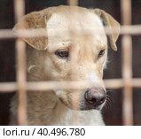 Mongrel dog with sad eyes in an iron cage. Стоковое фото, фотограф Артем Курутин / Фотобанк Лори