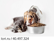 Shaggy puppy mongrel with a bowl of dry food. Стоковое фото, фотограф Артем Курутин / Фотобанк Лори