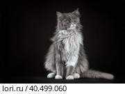 gray and white shaggy cat on a black background. Стоковое фото, фотограф Артем Курутин / Фотобанк Лори