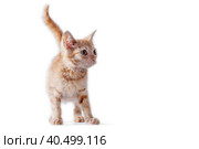 bright red kitten standing and looking right on a white background. Стоковое фото, фотограф Артем Курутин / Фотобанк Лори