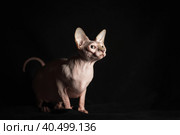 pink hairless sphinx purebred cat lying on black velvet on a dark background. Стоковое фото, фотограф Артем Курутин / Фотобанк Лори
