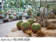 Cactus Garden in Nong Nooch Tropical Park (2018 год). Стоковое фото, фотограф Виктория Тельминова / Фотобанк Лори