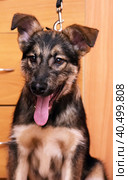 Cur puppy sitting at home on a wooden floor. Стоковое фото, фотограф Анна Кривицкая / Фотобанк Лори