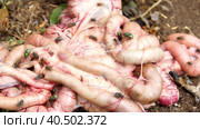 Guts out. Flies in the intestines. A terrible sight. Rotting animal entrails. Evisceration of animals. Стоковое видео, видеограф Алексей Круковский / Фотобанк Лори
