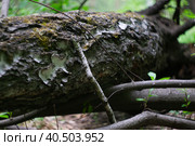Бревно с ветками и мохом (2022 год). Редакционное фото, фотограф Александр Буряк / Фотобанк Лори